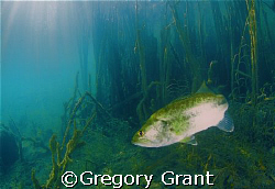 fresh water bass in south africa. by Gregory Grant 